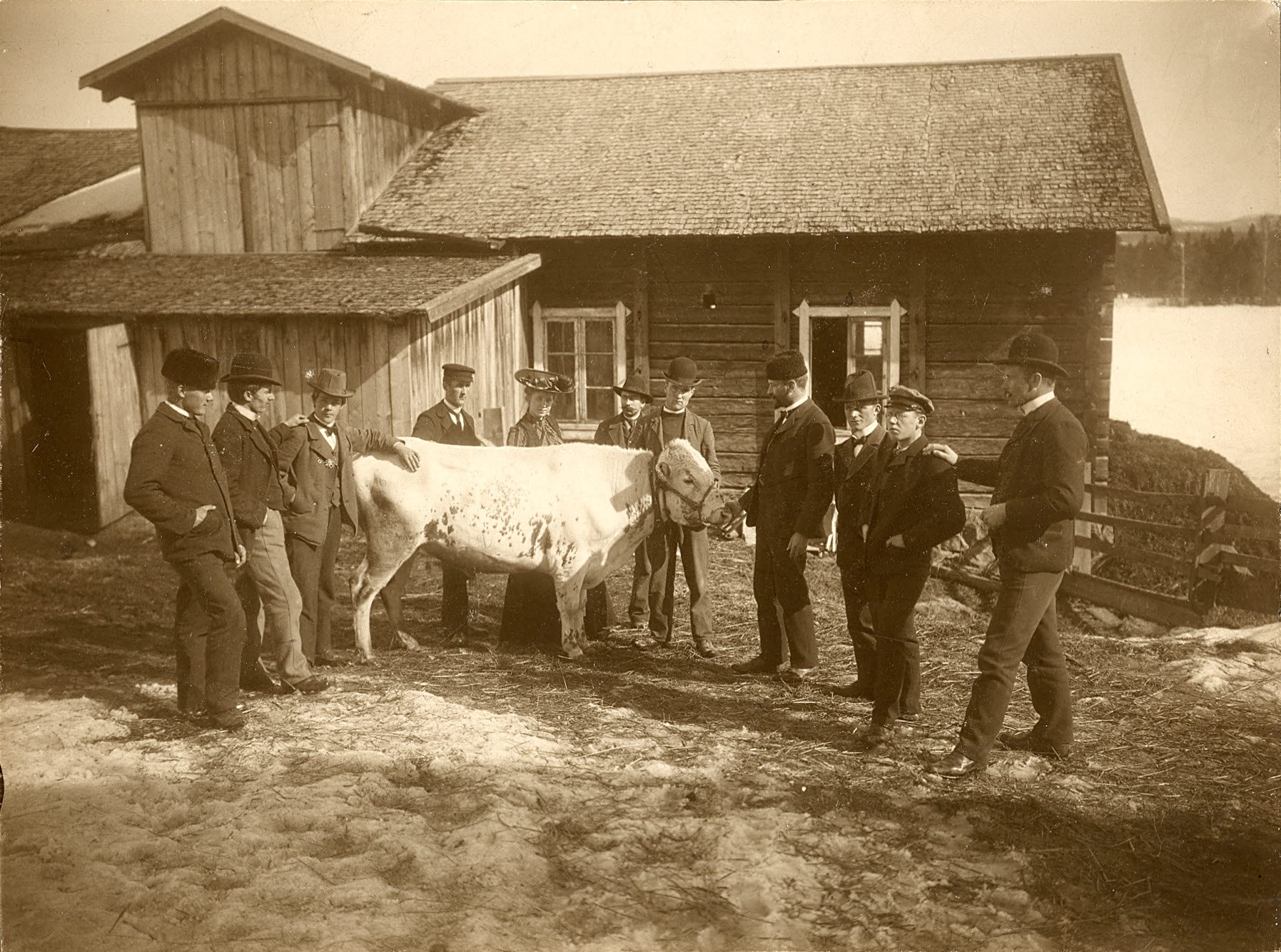 Personer i gammeldags kläder och en vit ko framför en lagård.