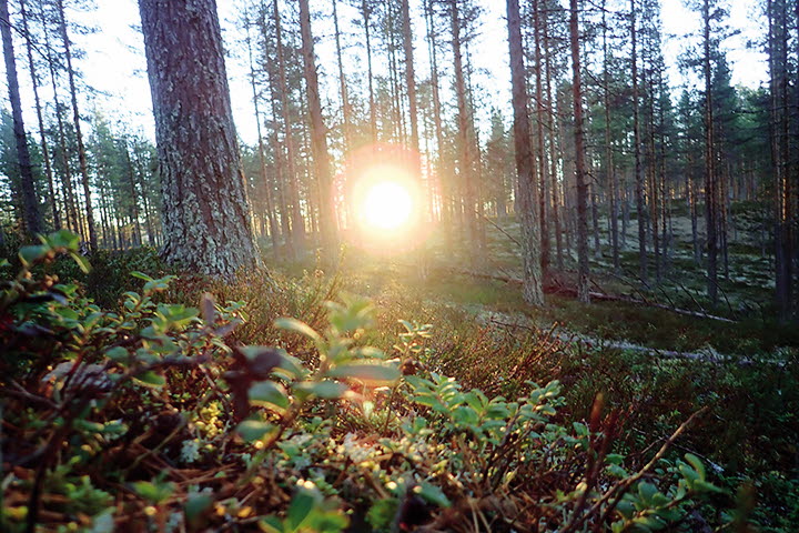 Solen lyser mellan träden i en skogsglänta.